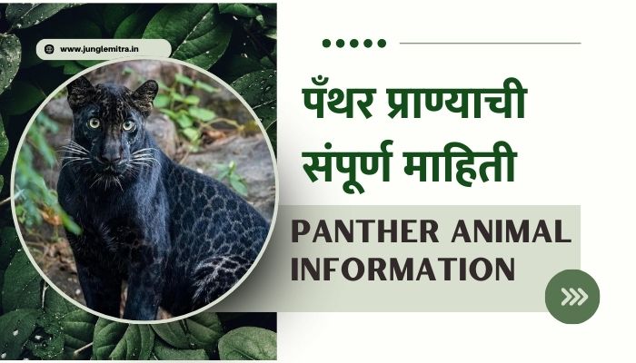 Panther Animal Information In Marathi