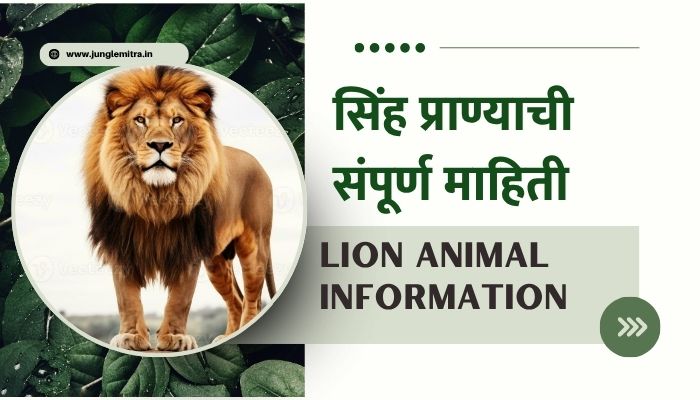 Information about Lion Animal in Marathi
