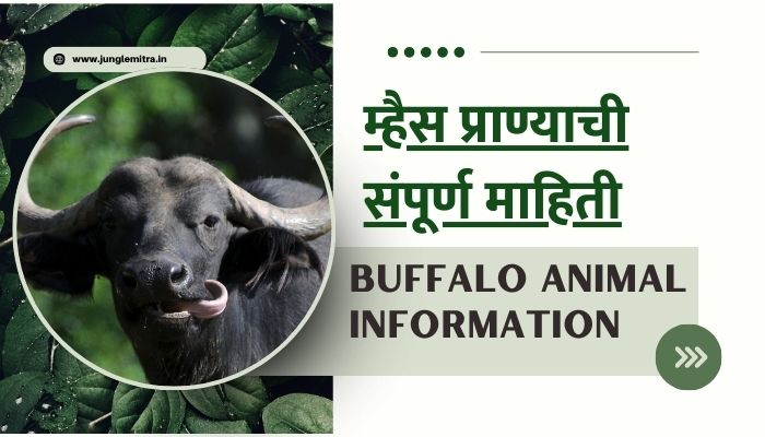 Buffalo Animal Information In Marathi