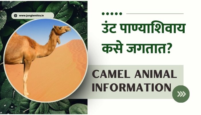 Camel Animal Information in Marathi