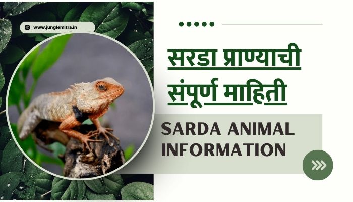 Sarda Animal Information In Marathi