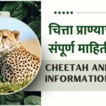 Cheetah Animal Information In Marathi