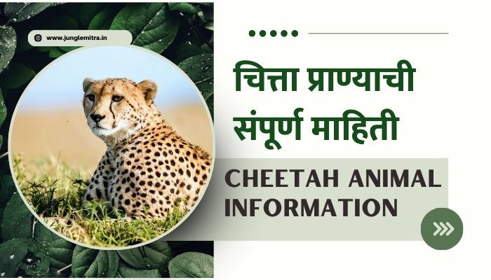 Cheetah Animal Information In Marathi