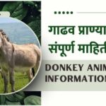 Donkey Animal Information In Marathi