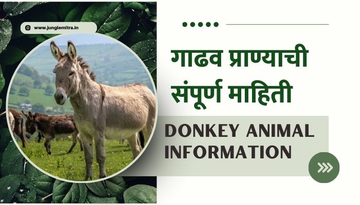 Donkey Animal Information In Marathi
