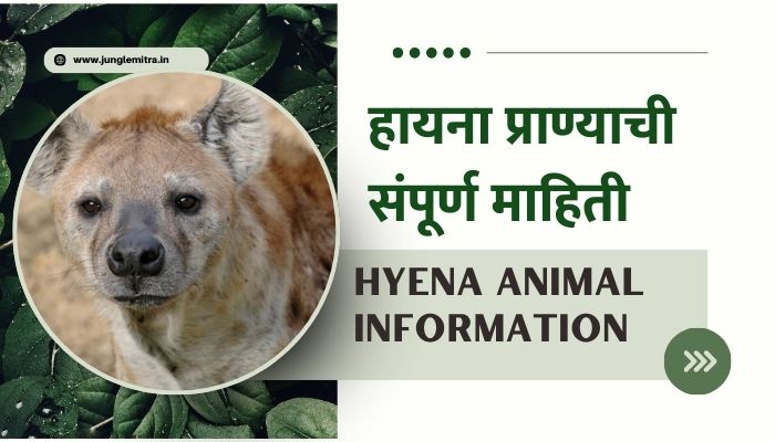 Hyena Animal Information In Marathi