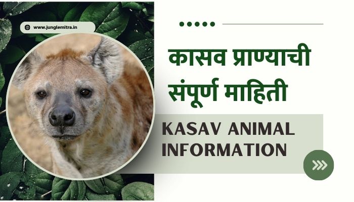 Kasav Animal Information In Marathi