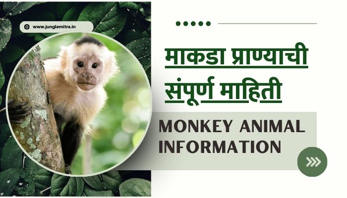 Monkey Animal Information In Marathi