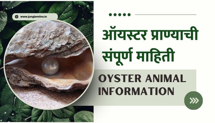 Oyster Animal Information In Marathi