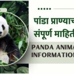 Panda Animal Information In Marathi