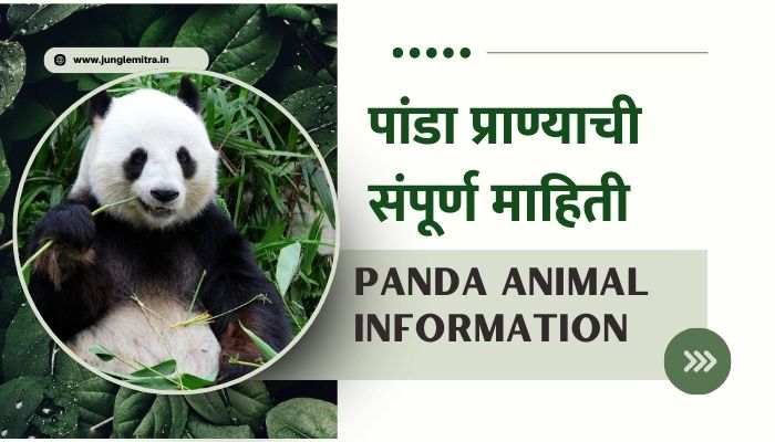 Panda Animal Information In Marathi