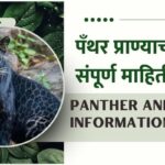Panther Animal Information In Marathi