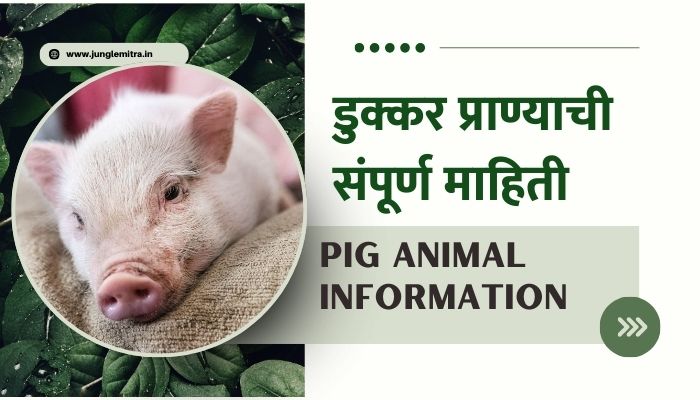 Pig Animal Information In Marathi