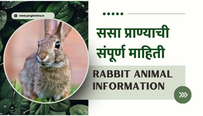 Rabbit Animal Information In Marathi