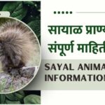 Sayal Animal Information In Marathi