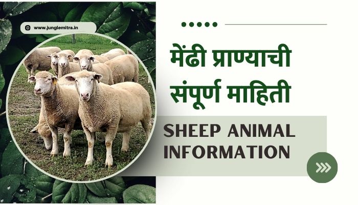 Sheep Animal Information In Marathi
