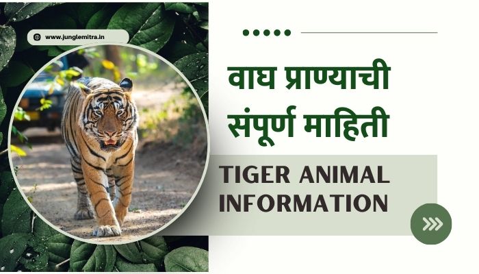 Tiger Animal Information In Marathi