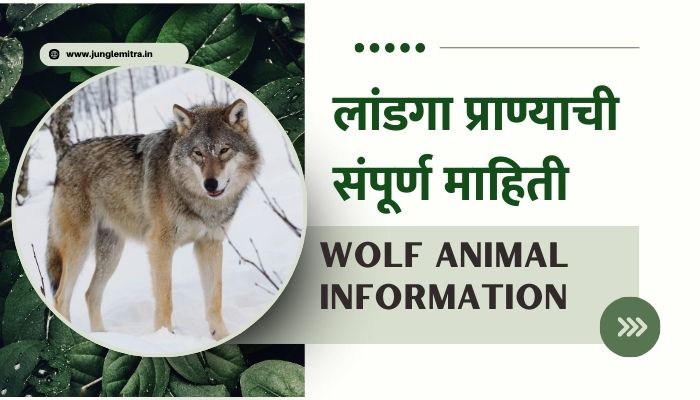 Wolf Animal Information In Marathi