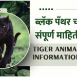 Black Panther Information In Marathi
