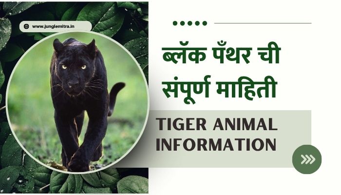 Black Panther Information In Marathi