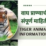 Information about Tiger In Marathi