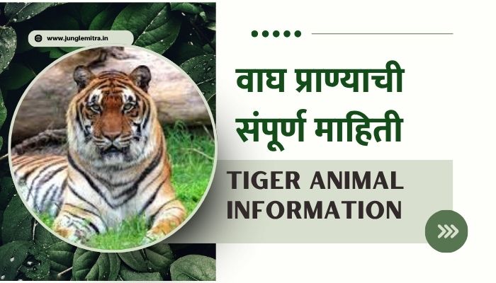Information about Tiger In Marathi