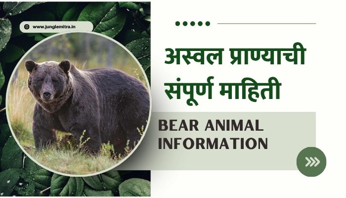 Bear Animal Information In Marathi