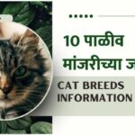 Cat Breeds Information In Marathi
