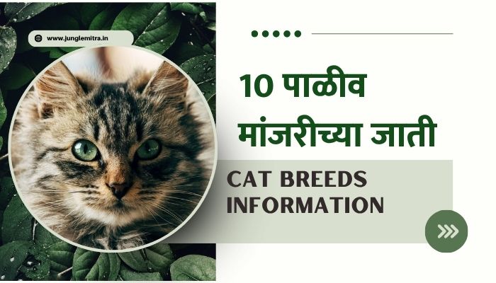 Cat Breeds Information In Marathi