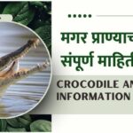 Crocodile Information In Marathi