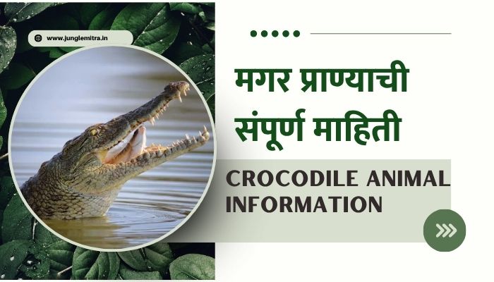 Crocodile Information In Marathi