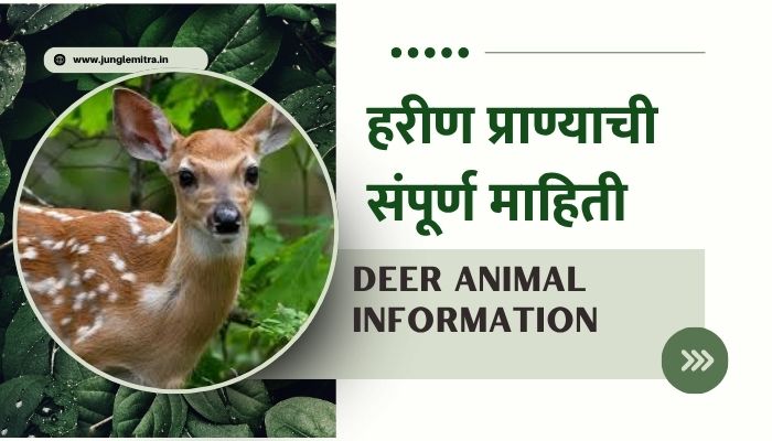 Deer Information In Marathi