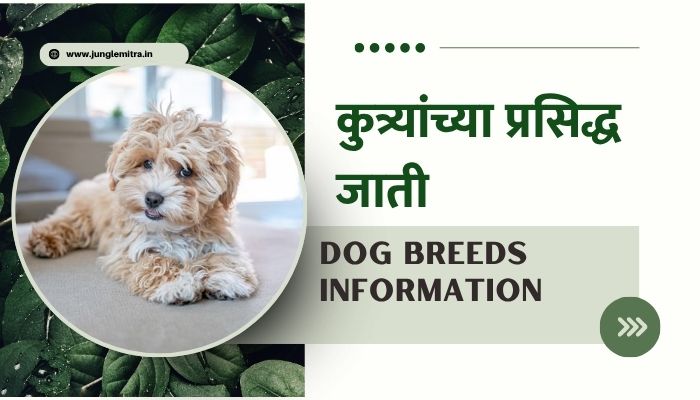 Dog Breeds Information In Marathi