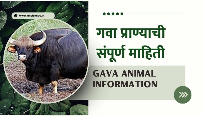 Gava Animal Information In Marathi