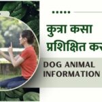 How to train a dog