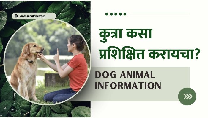 How to train a dog