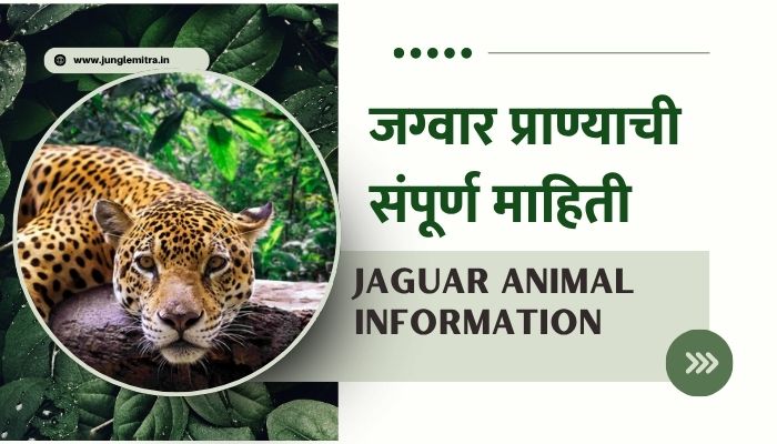 Jaguar Animal Information In Marathi