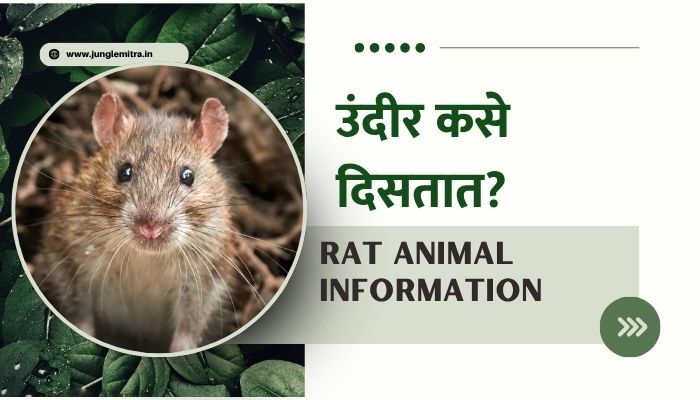 Rat Information In Marathi