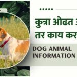What to do if the dog is pulling