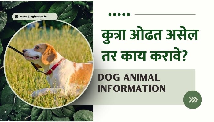 What to do if the dog is pulling
