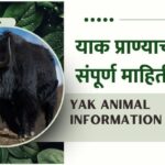 Yak Animal Information In Marathi