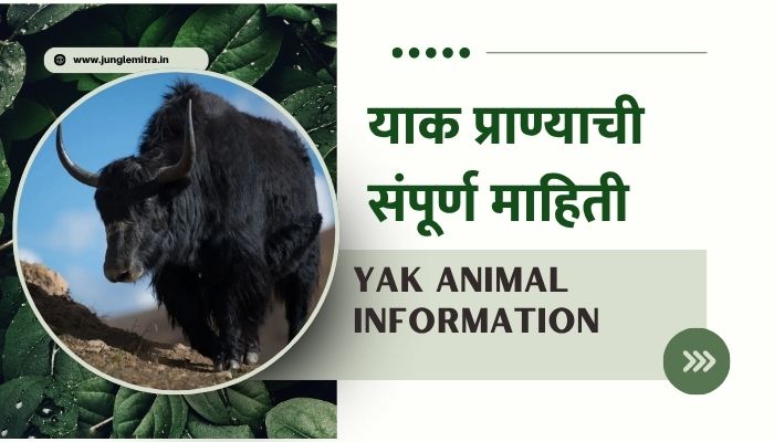 Yak Animal Information In Marathi