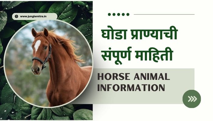 Horse Information In Marathi